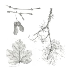 Study of a Seed 008 ~ Field Maple and Lichen by Louisa Crispin 