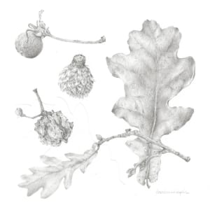 Study of a  Seed 010 ~ Oak Galls by Louisa Crispin 