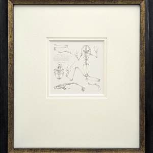 Study of an Amphibian 001 ~ Common Frog by Louisa Crispin