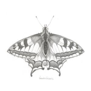 Swallowtail SWT002 by Louisa Crispin 