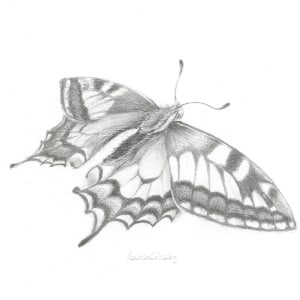 Swallowtail SWT003 by Louisa Crispin 