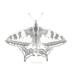 Swallowtail SWT007 by Louisa Crispin, Image 4.