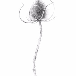 Teasel vii by Louisa Crispin 