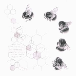 Study of a  BumbleBee 008 by Louisa Crispin 