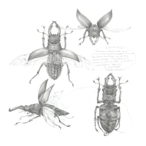 Study of a  Beetle 003 ~ Stag Beetle by Louisa Crispin 