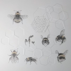 Study of a  BumbleBee 021 by Louisa Crispin 