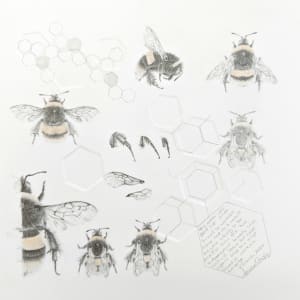 Study of a  BumbleBee 028 by Louisa Crispin 