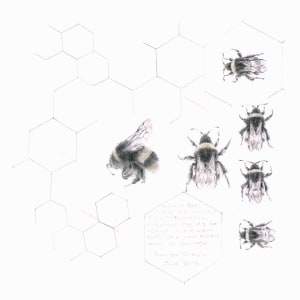 Study of a  BumbleBee 005 by Louisa Crispin 