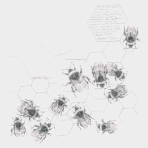 Study of a  BumbleBee 010 by Louisa Crispin 