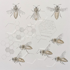 Study of a  HoneyBee 005 by Louisa Crispin 