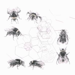 Study of a  BumbleBee 004 by Louisa Crispin 
