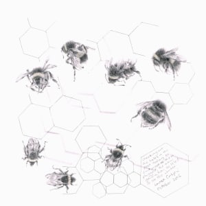 Study of a  BumbleBee 011 by Louisa Crispin 
