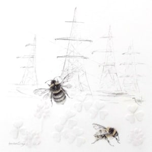 Study of a  BumbleBee 013 by Louisa Crispin 