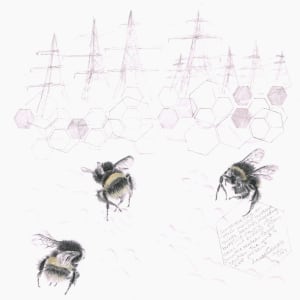 Study of a  BumbleBee 015 by Louisa Crispin 