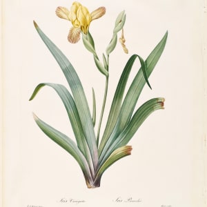 Iris Variegata; Iris Panachee by Pierre-Joseph Redouté