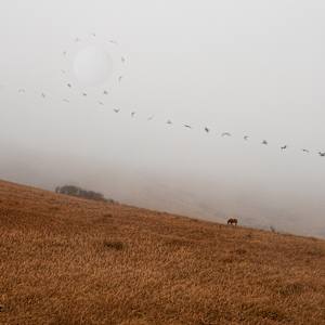 In the Fog by Dasha Pears, Image 3.