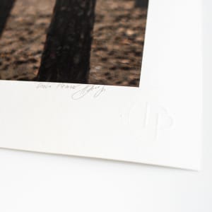 Into The Woods by Dasha Pears  Image: Signature on the front + the authenticity stamp
