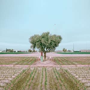 Waiting Tree by Dasha Pears, Image 3.