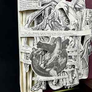 Anatomy Lesson by Shane Cooper 