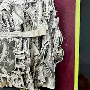 Anatomy Lesson by Shane Cooper 