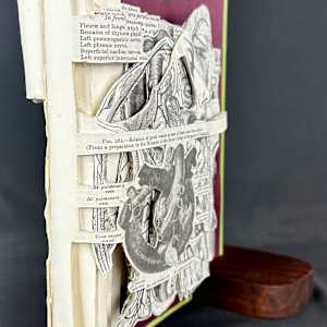 Anatomy Lesson by Shane Cooper 