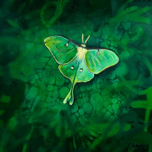 Delicate Flight