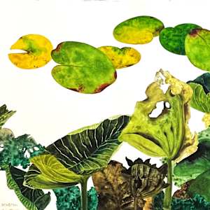 POND LILIES by Keith Achepohl