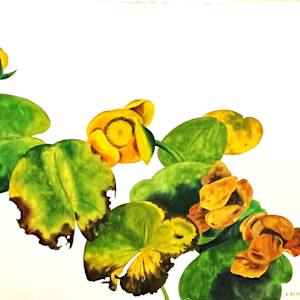 POND LILIES by Keith Achepohl