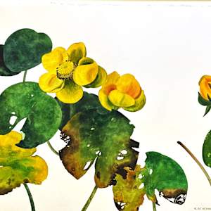 POND LILIES by Keith Achepohl