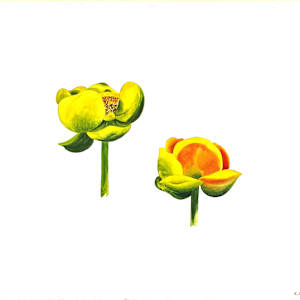 POND LILIES by Keith Achepohl