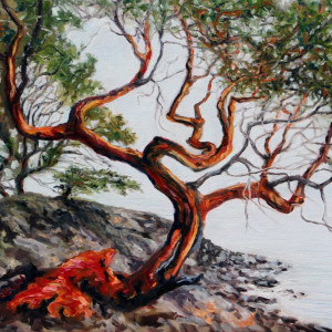 Arbutus Tree in the fog St. John Point by Terrill Welch 