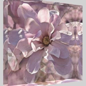 Sugar Magnolia - #1/10 by Anne Morrison Rabe