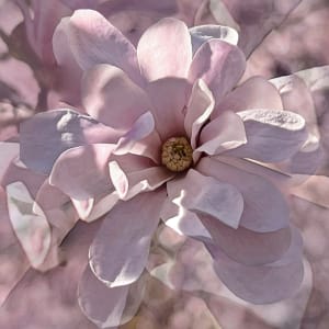 Sugar Magnolia - #1/10 by Anne Morrison Rabe  Image: Sugar Magnolia - #1/10