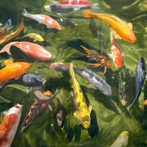 Koi (2022) by Aung Htet Lwin