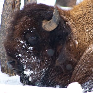 Yellowstone Bison by Jonah Daugherty