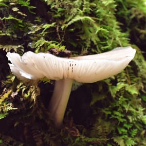 Lady Mushroom by Karenlie Riddering