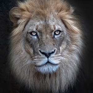 Portrait of a Lion by Michael Amos