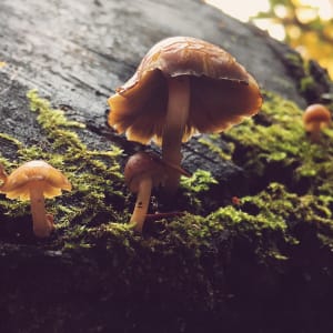 Mushroom Family by Karenlie Riddering