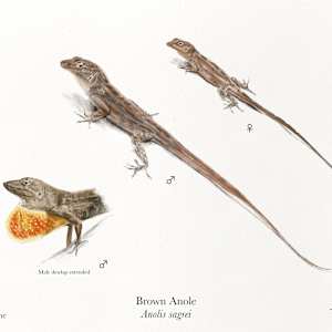 Anolis by Audrey Laine Studios