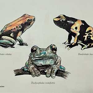 Frogs by Audrey Laine Studios