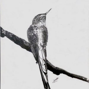 Hummingbird by Jana Renée