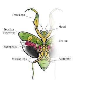 Praying Mantis by Audrey Laine Studios