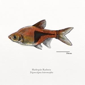 Harlequin Rasbora by Audrey Laine Studios