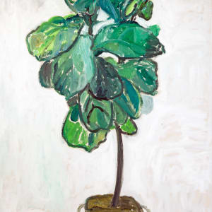 Fiddle Leaf Fig Tree
