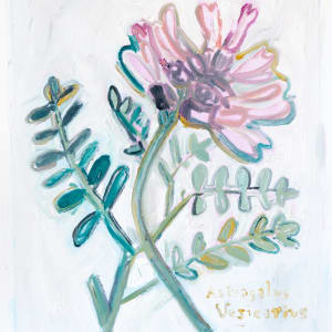 Astragalus Vesicarius