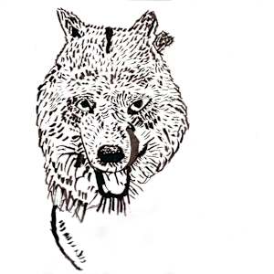 Wolf by Robert Robles