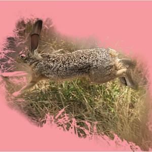 Rose by Sarah Theobald-Hall