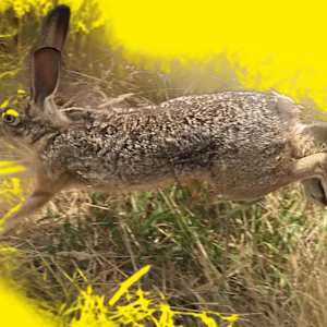 Daisy by Sarah Theobald-Hall