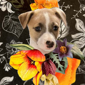 Puppy by Mariana D Kramer