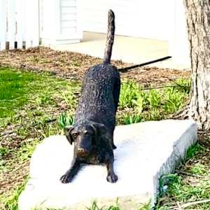 Birkie the Lab by John Hallett, Image 5.